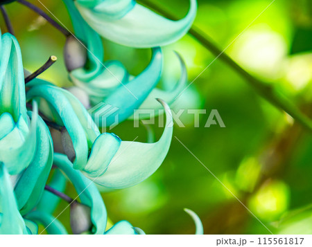 トロピカル満点な満開のヒスイカズラ 115561817
