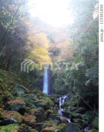 紅葉に囲まれた滝 紅葉に囲まれた滝 115561850