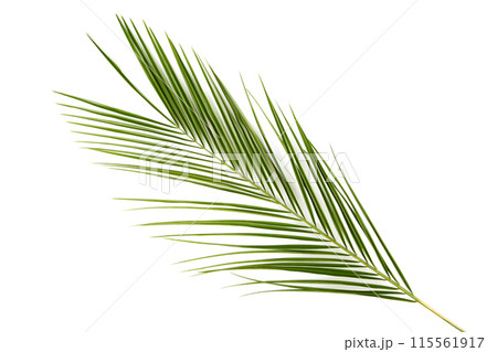 Green leaves of palm tree isolated on white background Green leaves of palm tree isolated on white background 115561917