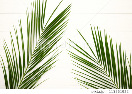 Green leaves of palm tree on white wooden background Green leaves of palm tree on white wooden background 115561922