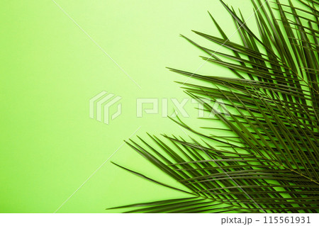 Green leaves of palm tree on green background with copy space Green leaves of palm tree on green background with copy space 115561931