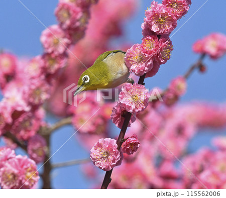 満開の紅梅にメジロさん ( 春イメージ )( 躍動イメージ ) 満開の紅梅にメジロさん ( 春イメージ )( 躍動イメージ ) 115562006