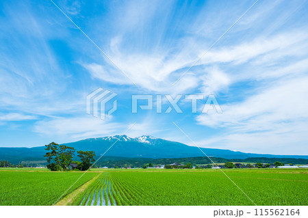 遊佐町から望む鳥海山 遊佐町から望む鳥海山 115562164