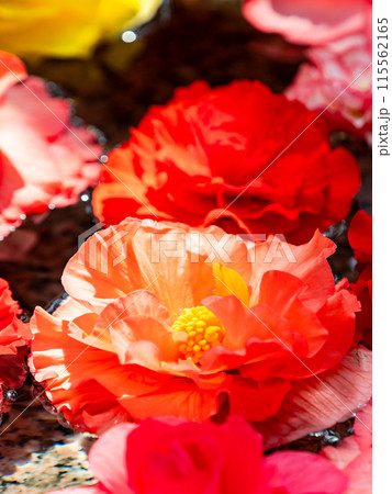 水に浮かぶ華やかなベゴニアの花 115562165