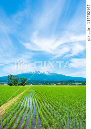 遊佐町から望む鳥海山 遊佐町から望む鳥海山 115562167