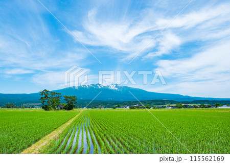 遊佐町から望む鳥海山 遊佐町から望む鳥海山 115562169