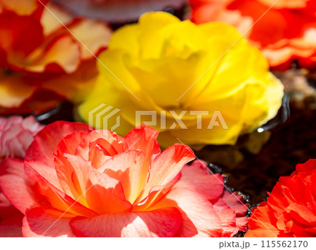 水に浮かぶ華やかなベゴニアの花 115562170
