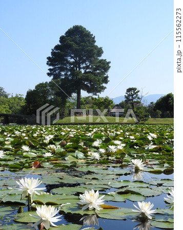 岡山県津山市にある回遊式日本庭園「衆楽園」 岡山県津山市にある回遊式日本庭園「衆楽園」 115562273