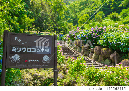 月見の森、満開のアジサイ〈岐阜県海津市〉 115562315