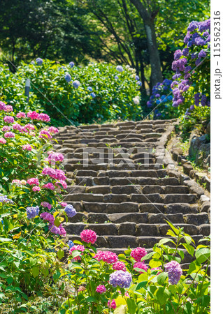 月見の森、満開のアジサイ〈岐阜県海津市〉 115562316