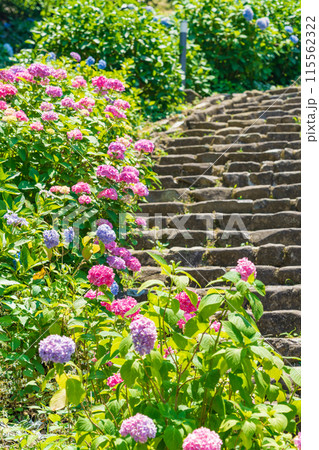月見の森、満開のアジサイ〈岐阜県海津市〉 月見の森、満開のアジサイ〈岐阜県海津市〉 115562322