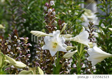 白いカラーの花 白いカラーの花 115562323
