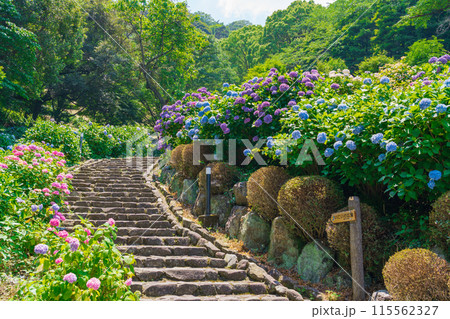月見の森、満開のアジサイ〈岐阜県海津市〉 月見の森、満開のアジサイ〈岐阜県海津市〉 115562327