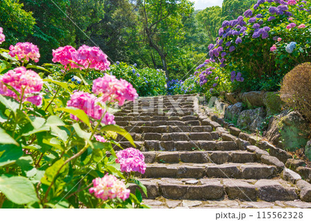 月見の森、満開のアジサイ〈岐阜県海津市〉 115562328
