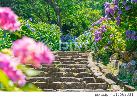 月見の森、満開のアジサイ〈岐阜県海津市〉 115562331