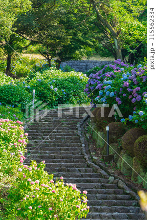 月見の森、満開のアジサイ〈岐阜県海津市〉 115562334