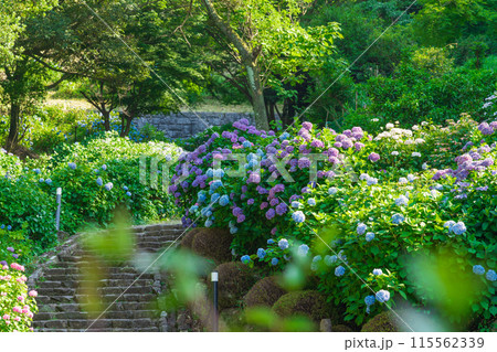 月見の森、満開のアジサイ〈岐阜県海津市〉 月見の森、満開のアジサイ〈岐阜県海津市〉 115562339
