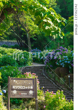 月見の森、満開のアジサイ〈岐阜県海津市〉 月見の森、満開のアジサイ〈岐阜県海津市〉 115562342
