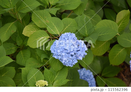 紫陽花 紫陽花 115562396