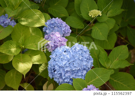 紫陽花 115562397