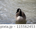 かも 115562453