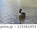 かも 115562454
