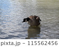 かも 115562456
