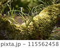 光を浴びて輝く苔 115562458