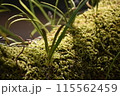 日の光を浴びる苔 115562459