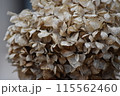 枯れたアジサイ 115562460