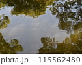 水面に映る木々 115562480