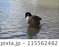 池で泳ぐ一羽のカモ 115562482