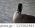 池で泳ぐ一羽のカモ 115562483