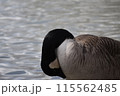 池で泳ぐ一羽のカモ 115562485