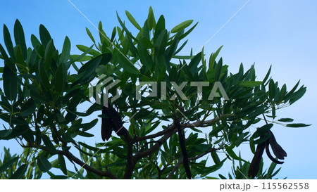 Bright blue sky, white clouds, and beautiful branches and leaves 115562558