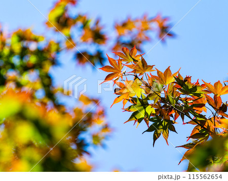 青空に映えるカエデの美しい新緑 青空に映えるカエデの美しい新緑 115562654