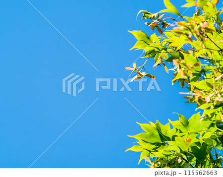 青空に映えるカエデの美しい新緑 115562663