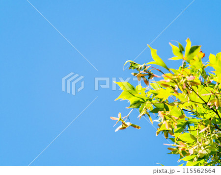 青空に映えるカエデの美しい新緑 115562664