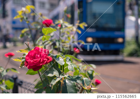 都電荒川線沿線のお花 115562665
