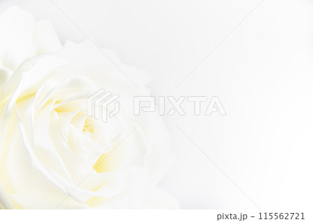 純白の薔薇 純白の薔薇 115562721