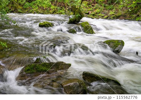 High Fens, Eifel, Belgium High Fens, Eifel, Belgium 115562776