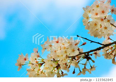 青空に映える桜 115562845