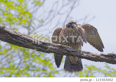 木の枝で翼を広げ鳴くハヤブサ幼鳥 115563002
