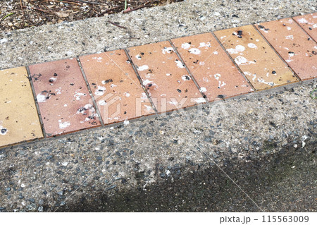 歩道に落ちた大量の鳩の糞 115563009