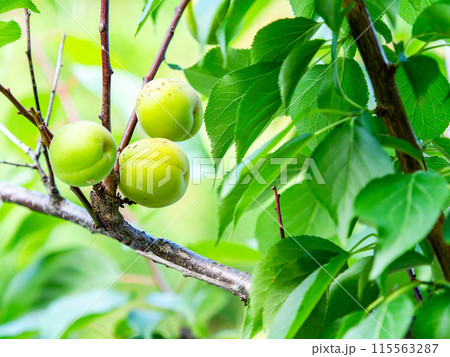 香り豊かに熟し始めた梅の実 香り豊かに熟し始めた梅の実 115563287