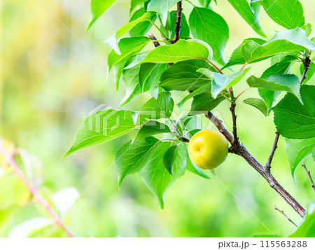 香り豊かに熟し始めた梅の実 香り豊かに熟し始めた梅の実 115563288
