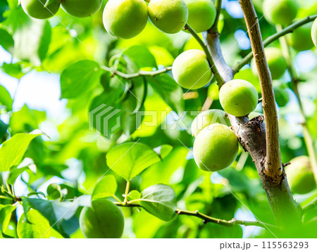 香り豊かに熟し始めた梅の実 115563293