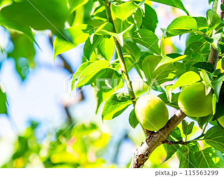 香り豊かに熟し始めた梅の実 香り豊かに熟し始めた梅の実 115563299