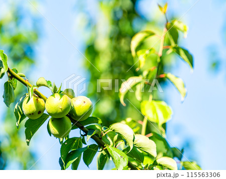 香り豊かに熟し始めた梅の実 香り豊かに熟し始めた梅の実 115563306
