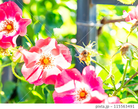 美しい初夏の景色　匂い立つような美しさの満開の春バラ 115563491